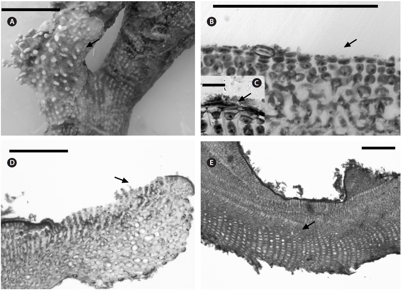 Lithothamnion steneckii. (A) Holotype material of Lithothamnion steneckii sp. nov. (arrow) found on the skeleton of the coral Mussismilia hartii. (B) Transversal section showing flared epithaliall cells (arrow) and cell fusions. (C) Close up of the flared epithelial cells (arrow) and cell fusions. (D) Longitudinal section showing the edge or the plant and monomerous arrangement (arrow). (E) Longitudinal section showing the middle area of the plant and monomerous arrangement. Scale bars represent: A, 1 cm; B, D & E, 100 μm; C, 16 μm.