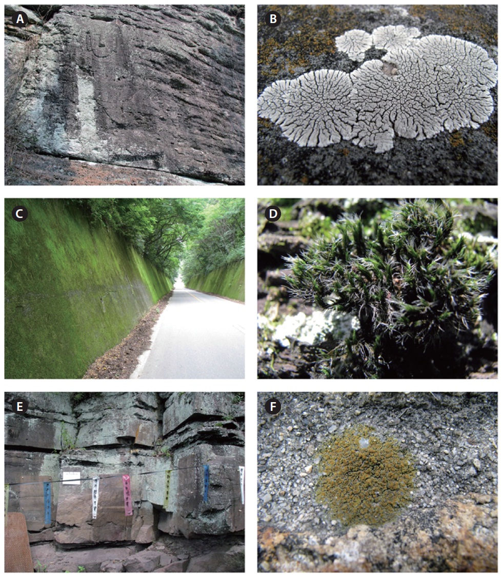 Photographs the algae habitats sampled in Korea at the 24 stoneworks sites from 2009 to 2010. (A & B) Unjusa temple (lichen and aerial algae). (C & D) Jucksung-myeon stone wall (bryophyte). (E & F) Yeondae small temple (lichen and aerial algae).