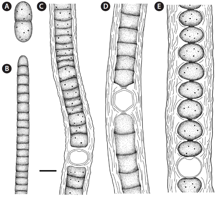 Illustrations of newly recorded species in Korea found at 24 stoneworks from 2009 to 2010. (A) Synechococcus aerugonosus. (B) Oscillatoria boryana. (C) Scytonema coactile var. thermalis. (D) Scytonema coactile var. minor. (E) Stigonema ocellatum f. ocellatum. Scale bars represents: A-E, 10 μm.