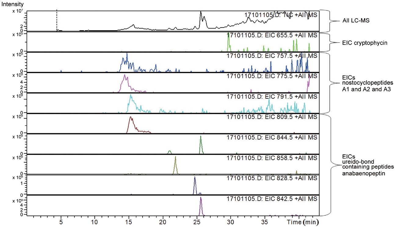 Ion chromatograms of protonated cryptophycins (655.5 m/z), nostocyclopeptides (Nos; 757.5, 775.5, and 791.5 m/z) and anabaenopeptins (Ana; 809.5, 844.5, 858.5, 828.5, and 842.5 m/z) of the ASN_M strain. LC-MS, liquid chromatography mass spectrometry; EIC, extracted ion chromatogram.