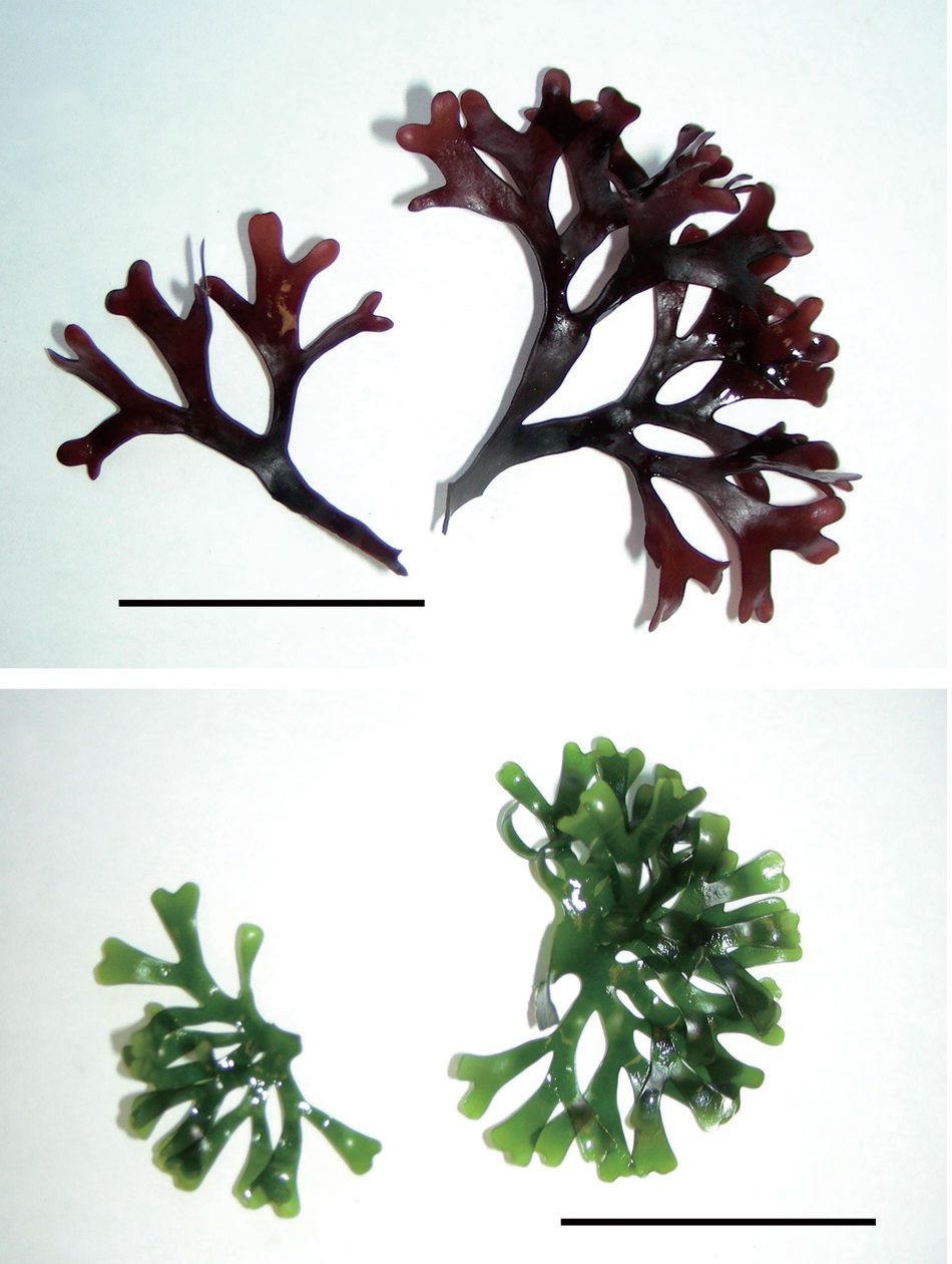 Fronds Chondrus crispus showing red, wild-type (A) and its green mutant strain (B). Scale bars represent: A & B, 5 cm.