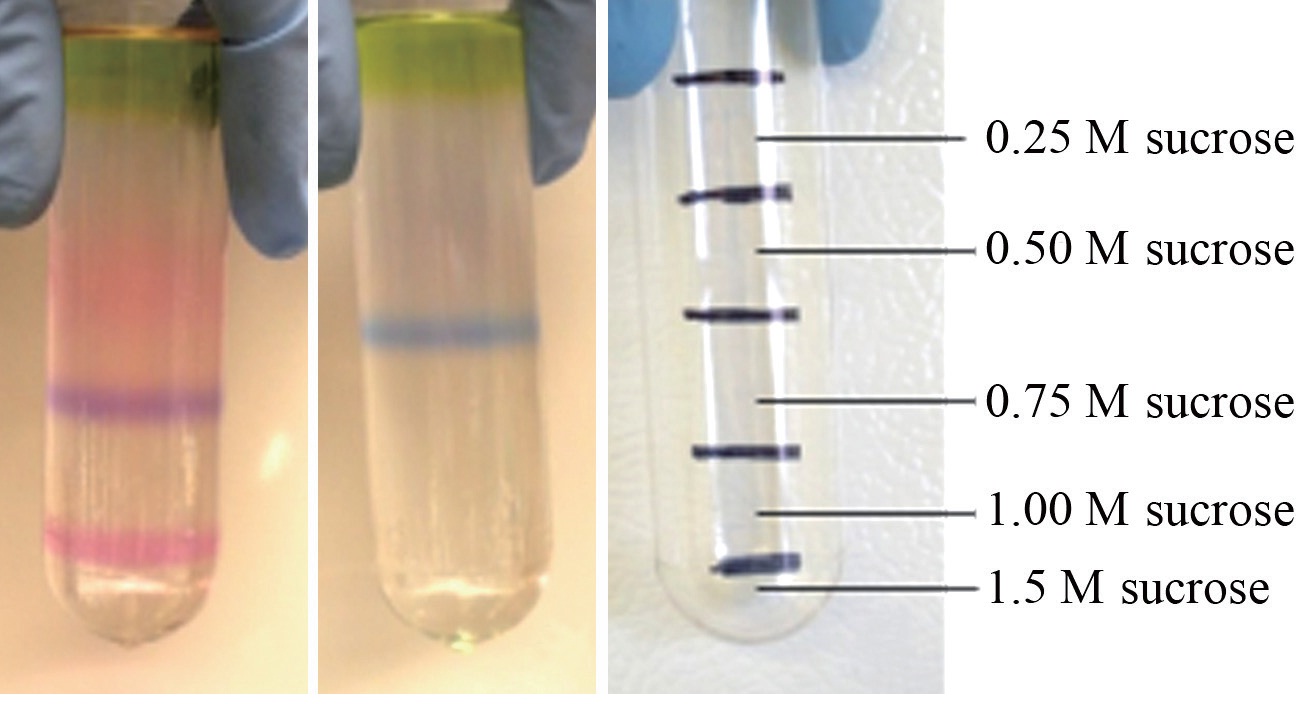 Phycobilisome bands isolated by sucrose density gradient from members of a cultivated clonal population of Chondrus crispus. Natural red wild-type (A), a green colour mutant (B), and an empty tube showing sucrose gradient position (C).