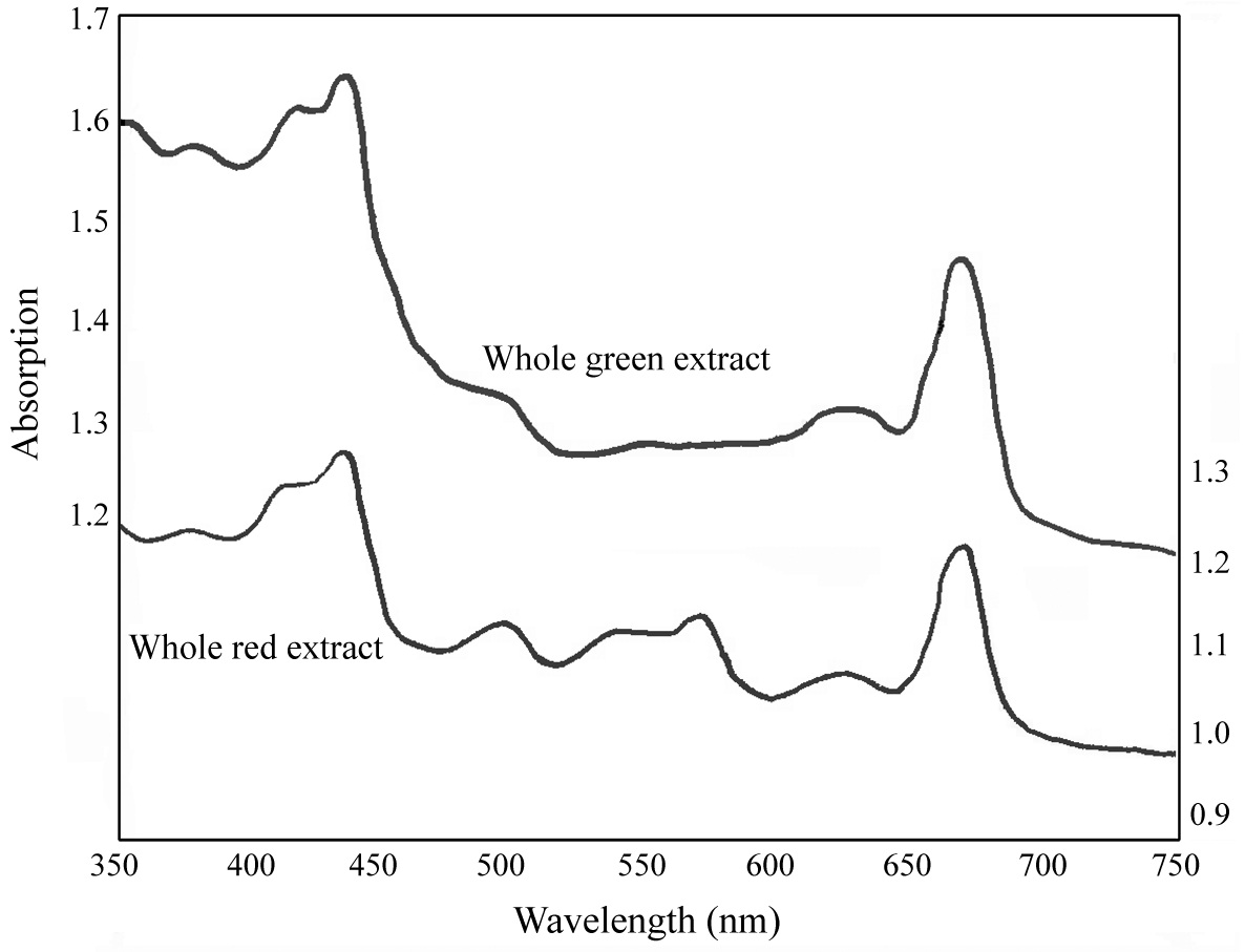 Absorption spectrum of the whole red extract (lower spectrum) the whole green extract (upper spectrum) before separation in the sucrose density gradient.
