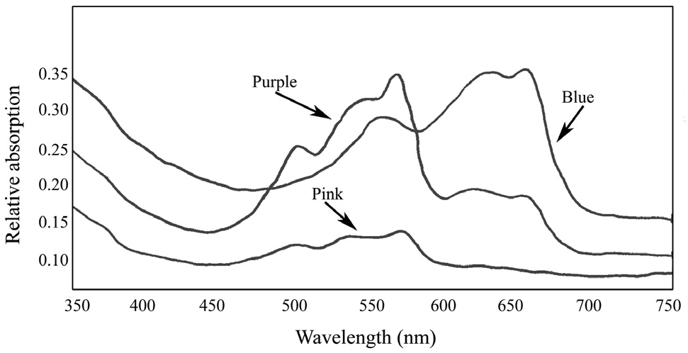 Absorbance spectra of isolated pigment bands from red and green Chondrus crispus extracts.
