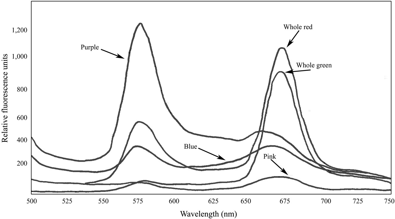 Fluorescence spectra of Chondrus crispus pigment extracts excited with 450 nm light at room temperature.
