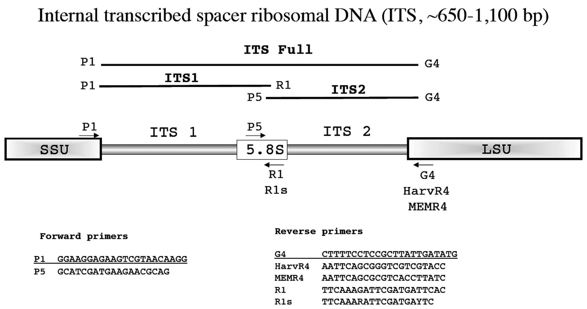 Overview of PCR / sequencing strategy for the nuclear internal transcribed spacer (ITS).