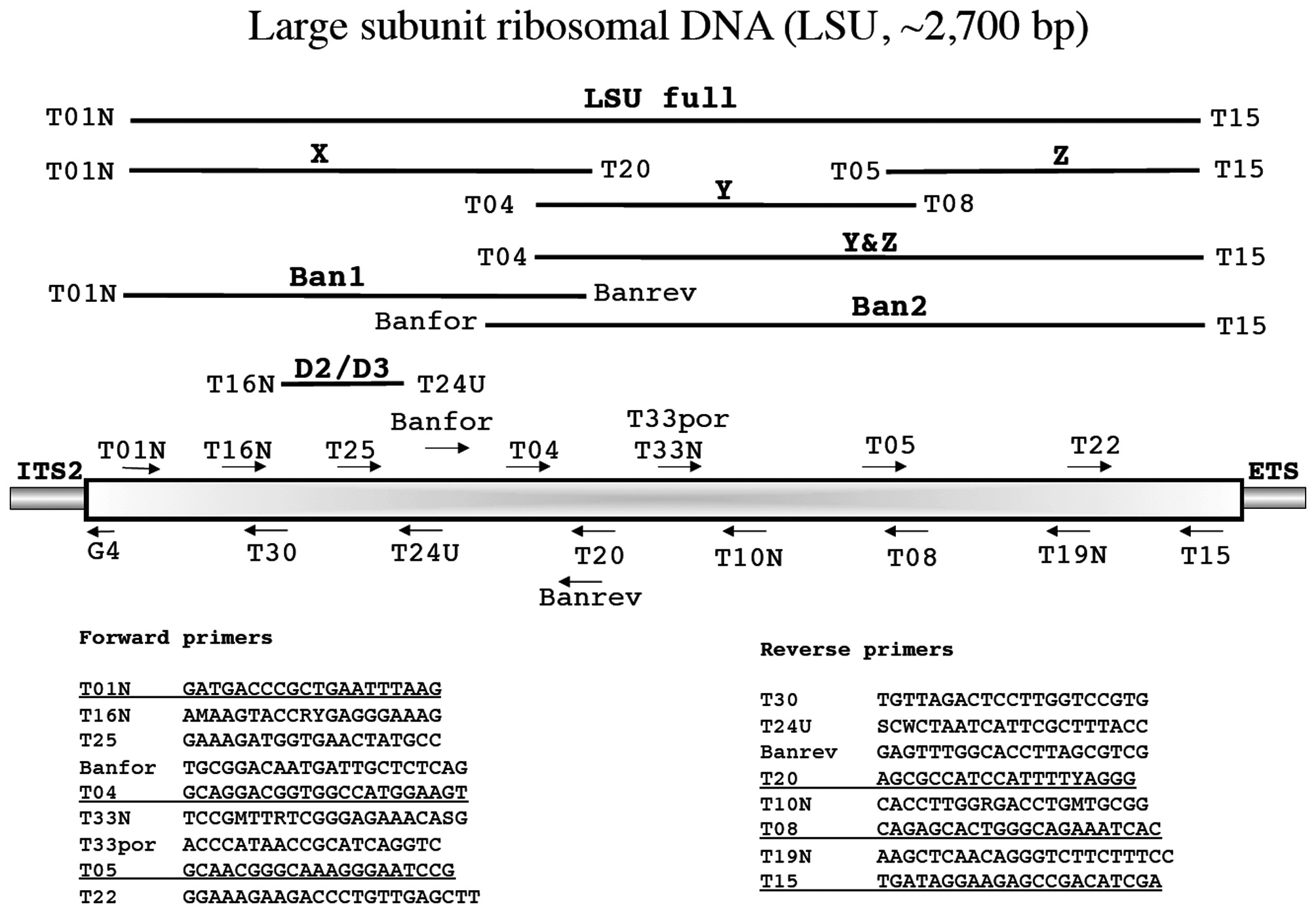 Overview of PCR / sequencing strategy for the nuclear LSU, as well as the D2 / D3 barcode region. Primer G4 puts in context the standard
reverse primer that we use for amplification of the internal transcribed spacer (ITS) region.