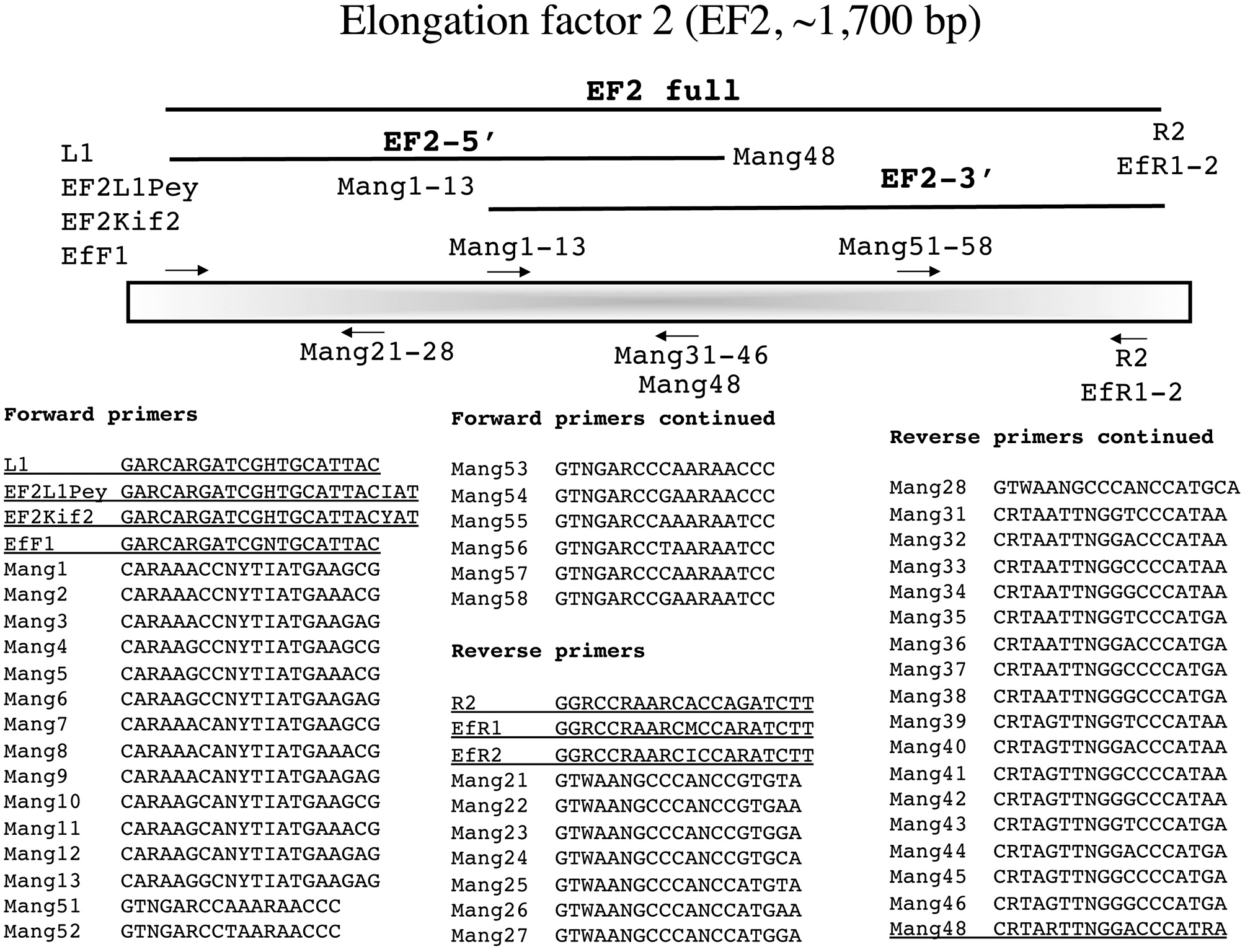 Overview of PCR / sequencing strategy for the nuclear EF2.