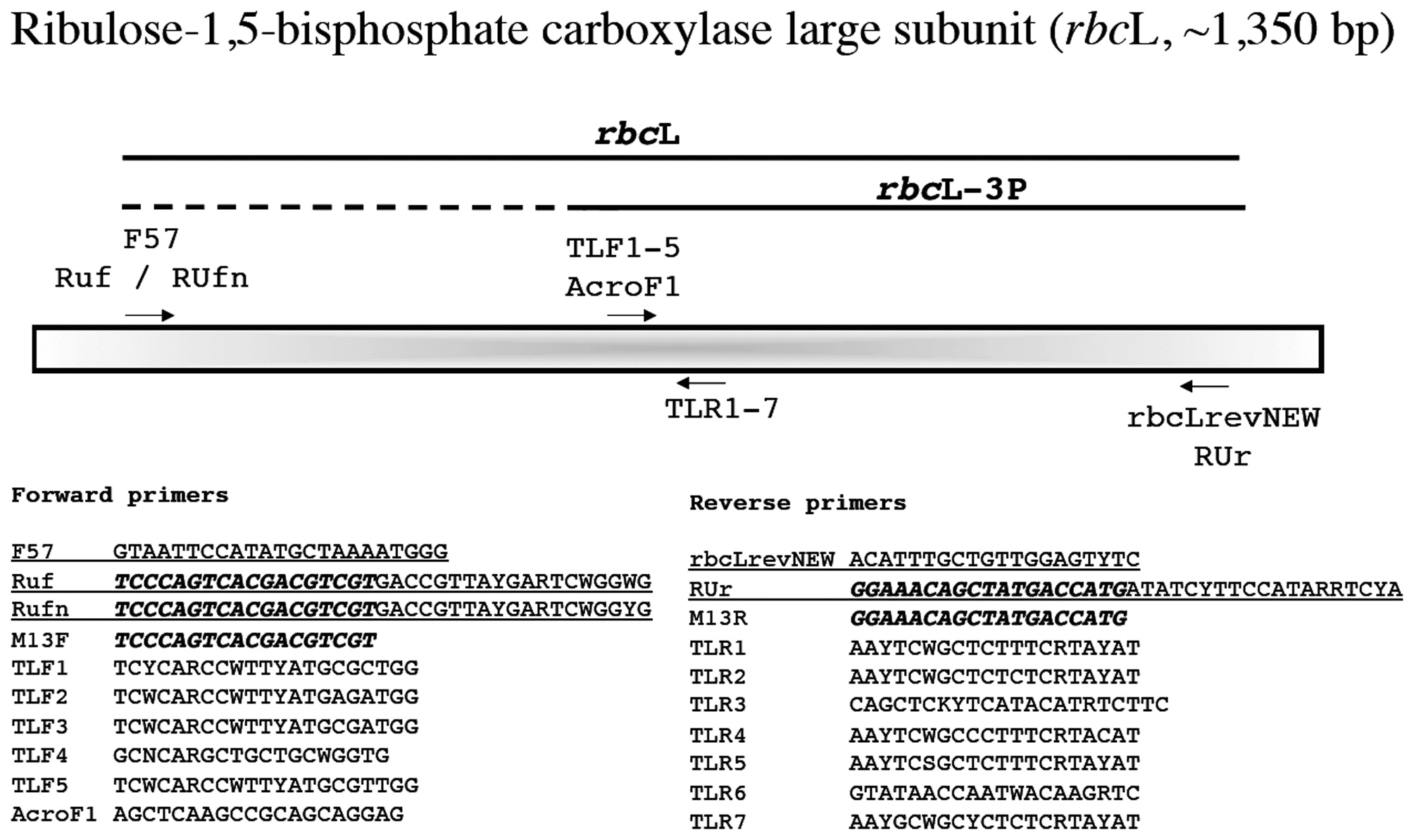 Overview of PCR / sequencing strategy for the plastid rbcL. For the DNA barcode region rbcL-3P the dashed line indicates that we
amplify the entire fragment, but use sequence from the external 3′ PCR primer (rbcLrevNEW) to identify the best internal forward primer (TLF1-5,
ACROF1) to generate a full bidirectional read for only the 3′ end of this gene (solid line).