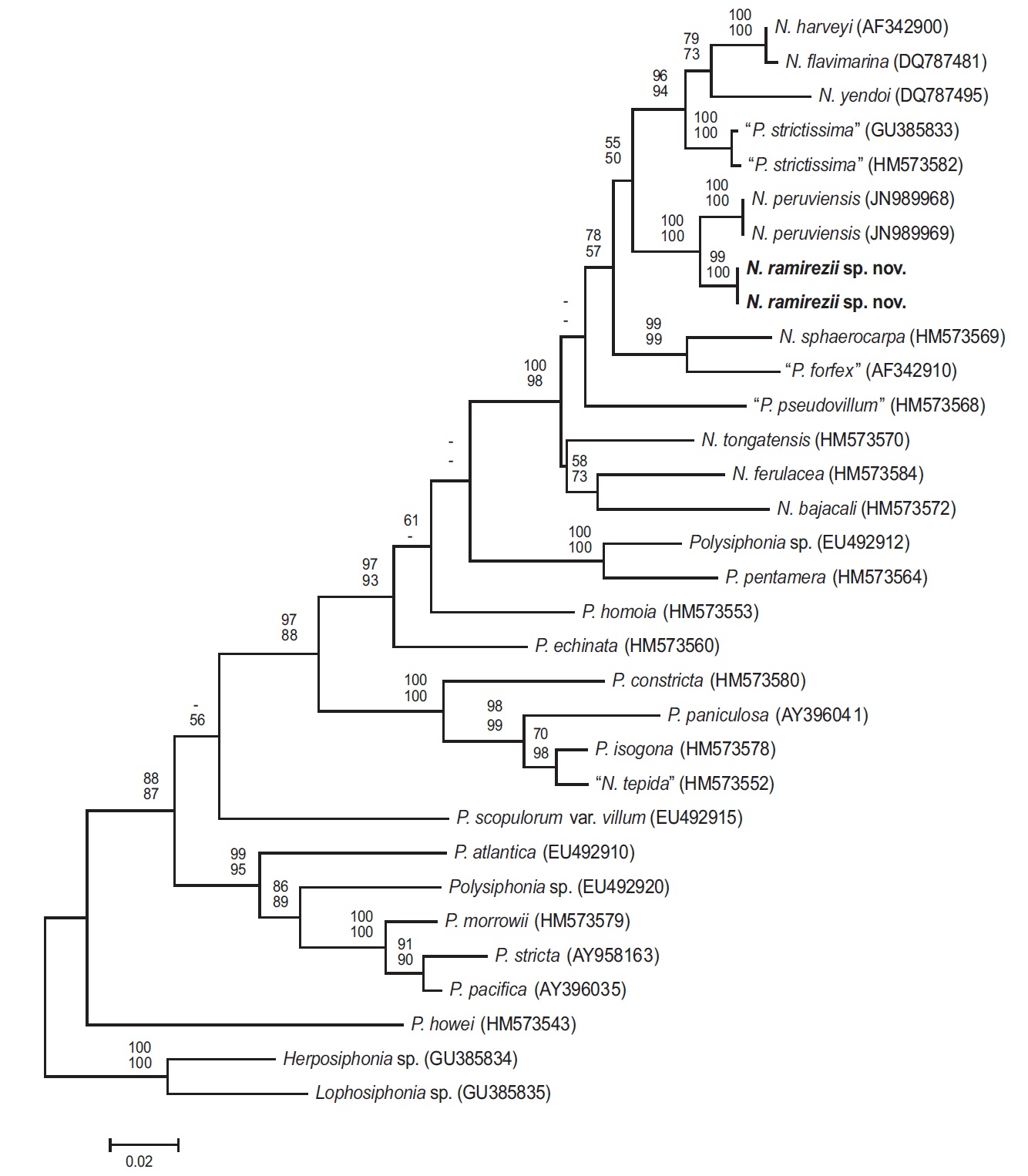 Phylogenetic tree based on rbcL sequences inferred from maximum-likelihood (ML) analysis using the general time reversible model (GTR model) + invariable sites (I) + Gamma distribution (G). Bootstrap proportion values (>50%) for ML (500 replicates, upper) and maximum parsimony (MP) (500 replicates, lower) are shown at the nodes.