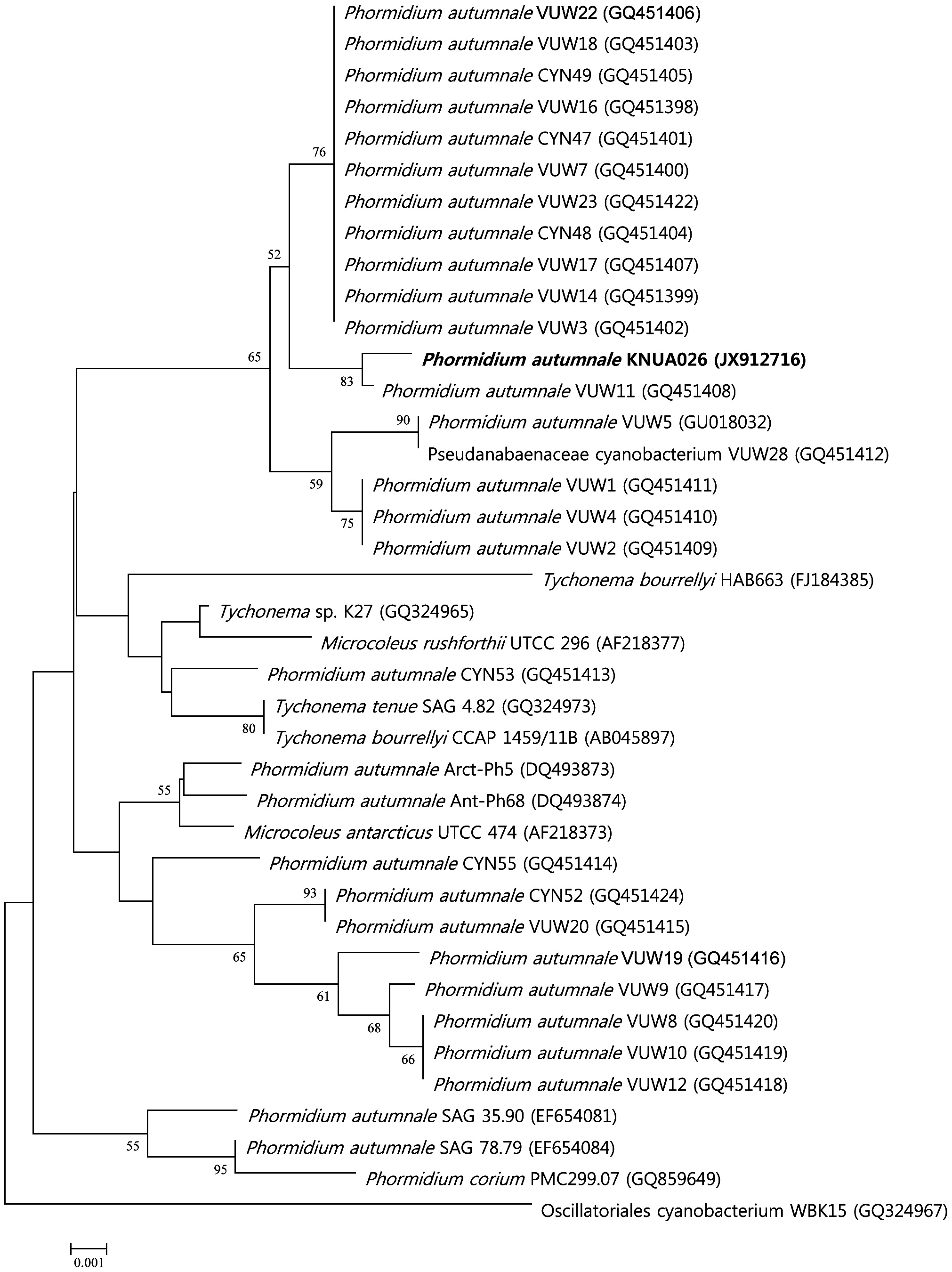 The phylogenetic relationship of strain KNUA026 and its closely related species inferred from the 16S rRNA sequence data. The scale bar represents a 0.1% difference in nucleotide sequences. GenBank accession numbers are provided in parentheses.