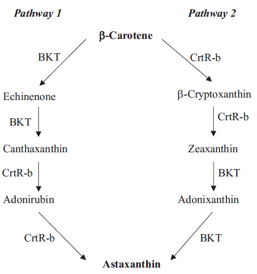 Primary astaxanthin biosynthesis pathways in Haematococcus pluvialis (pathway 1) and Chlorella zofingiensis (pathway 2). Enzymes are named according to the designation of their genes. BKT, β-carotenoid ketolase; CrtR-b, β-carotenoid hydroxylase. Modified and reproduced from Li (2007) with permission from the University of Hong Kong.