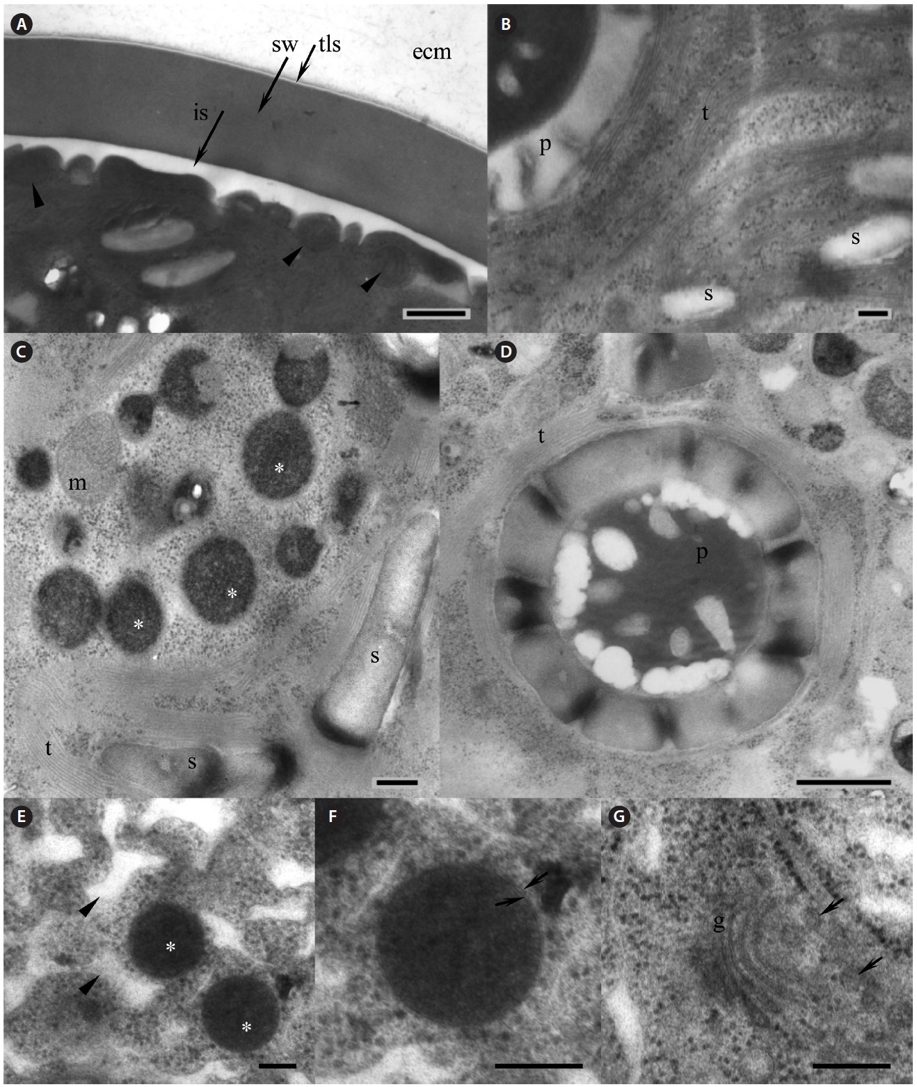 Electron microscopy of Haematococcus pluvialis palmelloid cells. (A) Thick cell wall of the palmelloid cell, showing trilaminar sheath (tls, arrow) and smooth secondary wall (sw). Arrowheads point to mitochondria located beneath the cell membrane. (B) Arrangement of the thylakoids in the chloroplast. (C) Numerous lipid vesicles (asterisks) scattered in the cytoplasm of green palmelloid cell. (D) Pyrenoid within a starch-containing chloroplast. (E) Electron-dense astaxanthin-containing lipid vesicles (asterisks) scattered in the heterogeneous segregated cytoplasm (arrowheads) of the red palmelloids. (F) Enlarged lipid vesicle. Arrows point to a membrane surrounding the vesicle. (G) Vertical section through the Golgi body (g). Arrows point to the adjacent Golgi vesicles. ecm, extracellular matrix; is, interspace; m, mitochondrion; p, pyrenoid; s, starch; t, thylakoids. Scale bars represent: A, C & E-G, 200 nm; B & D, 500 nm.