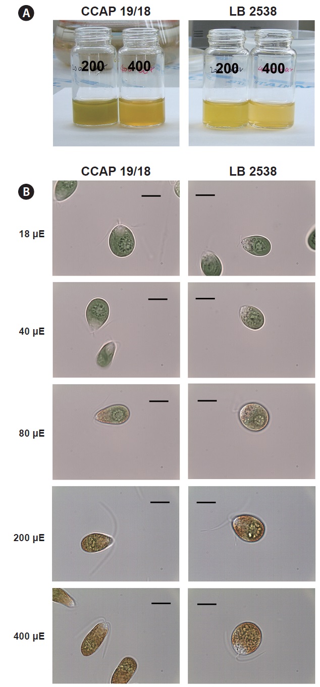Cell culture and morphology of Dunaliella salina CCAP 19/18 (CCAP 19/18) and D. bardawil (LB 2538). (A) Pictures of cell culture grown under high light condition (200 and 400 μmol photons m-2 s-1). (B) Morphology of two strains grown under various light intensity. 1 μE is 1 μmol photons m-2 s-1. Scale bars represents: 10 μm.