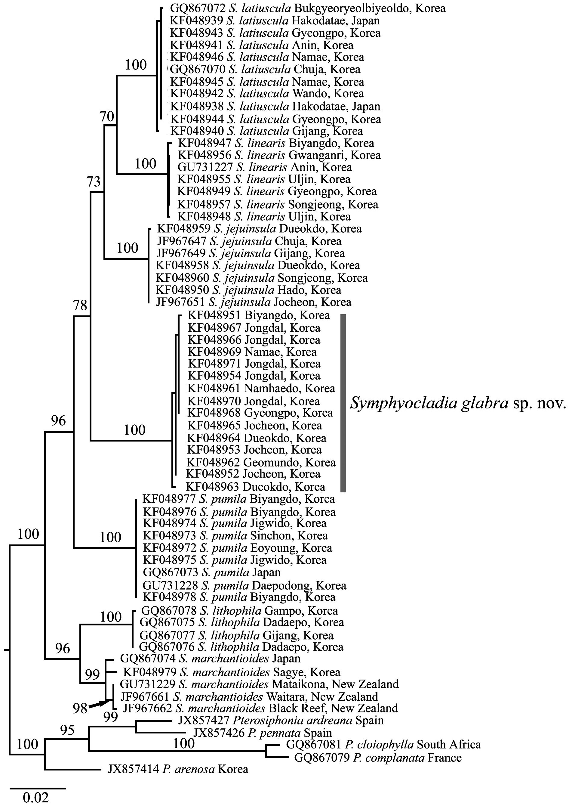 Maximum likelihood phylogenetic tree for the genus Symphyocladia and relatives derived from plastid-encoded rbcL sequence data. The bootstrap values (1,000 replicates) are shown above branches.