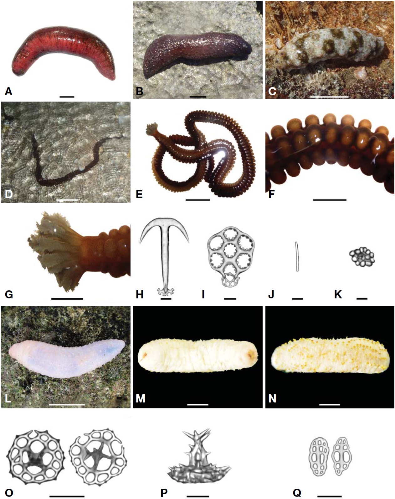 Holothuria (Halodeima) edulis (A), H. (Mertensiothuria) leucospilota (B), Stichopus horrens (C), Opheodesoma clarki (D-K), and Labidodemas rugosum (L-Q). A-F, L, Living status; F, Body; G, Tentacles; H, Anchor in body wall; I, Anchor plate in body wall; J, Rod in tentacle; K, Knobbed button in tentacle; M, Dorsal side; N, Ventral side; O, Tables in body wall; P, Lateral view of table in body wall; Q, Buttons in tubefeet. Scale bars: A-C, F, G=2 cm, D=10 cm, E, L=5 cm, H, I, Q=50 μm, J=20 μm, K=10 μm, M, N=5 mm, O=0.5 mm, P=250 μm.