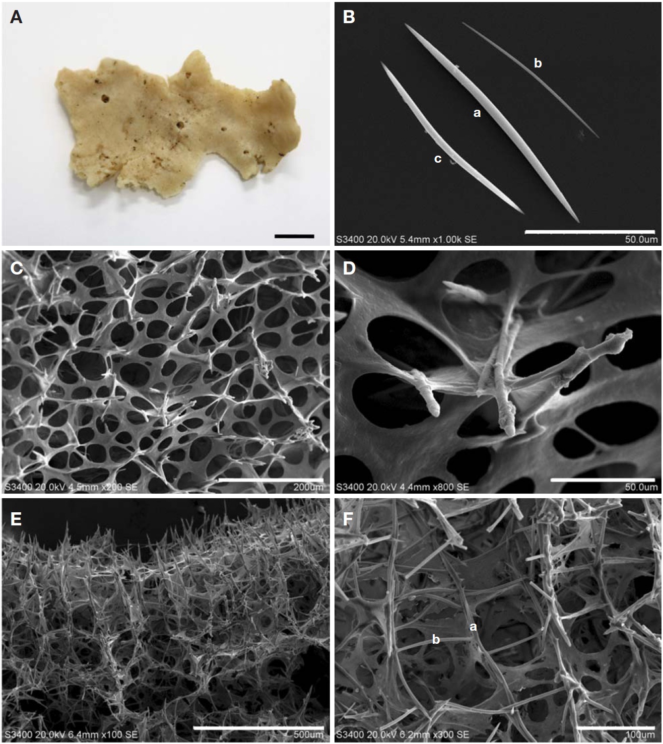 Haliclona (Haliclona) tonggumiensis n. sp. A, Entire animal; B, Spicule (thick oxea [a], thin oxea [b], bent of oxea at the middle [c]); C, D, Surface structure; E, Chaonosomal skeleton; F, Choanosomal skeleton (uni-paucispicular primary lines [a], regularly connected by unispicular secondary lines [b]). Scale bars: A=1 cm, B, D=50 μm, C=200 μm, E=500 μm, F=100 μm.