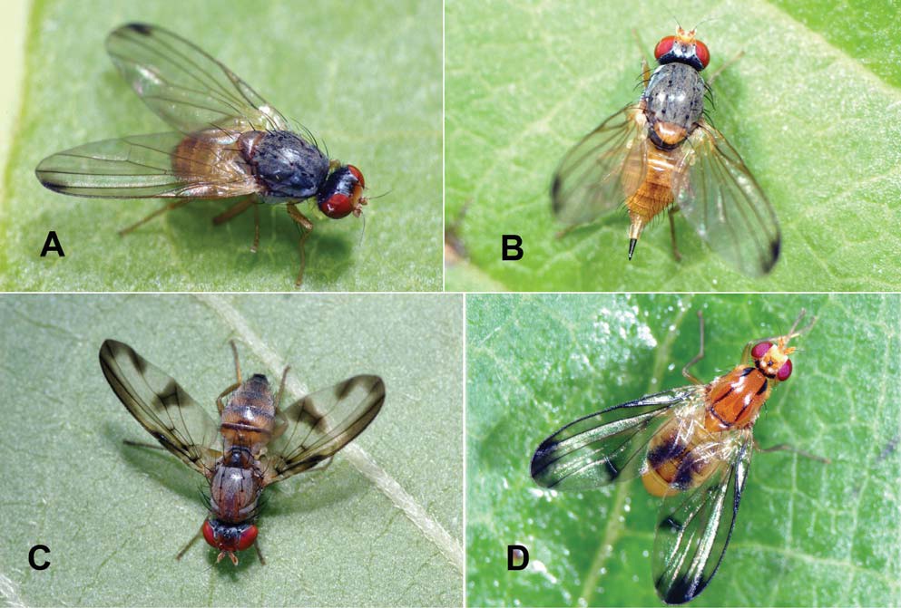 Korean species of the family Pallopteridae. A, B, Palloptera ustulata Fallen; C, Toxoneura carterosoma Ozerov; D, Toxoneura orientana (Kovalev).