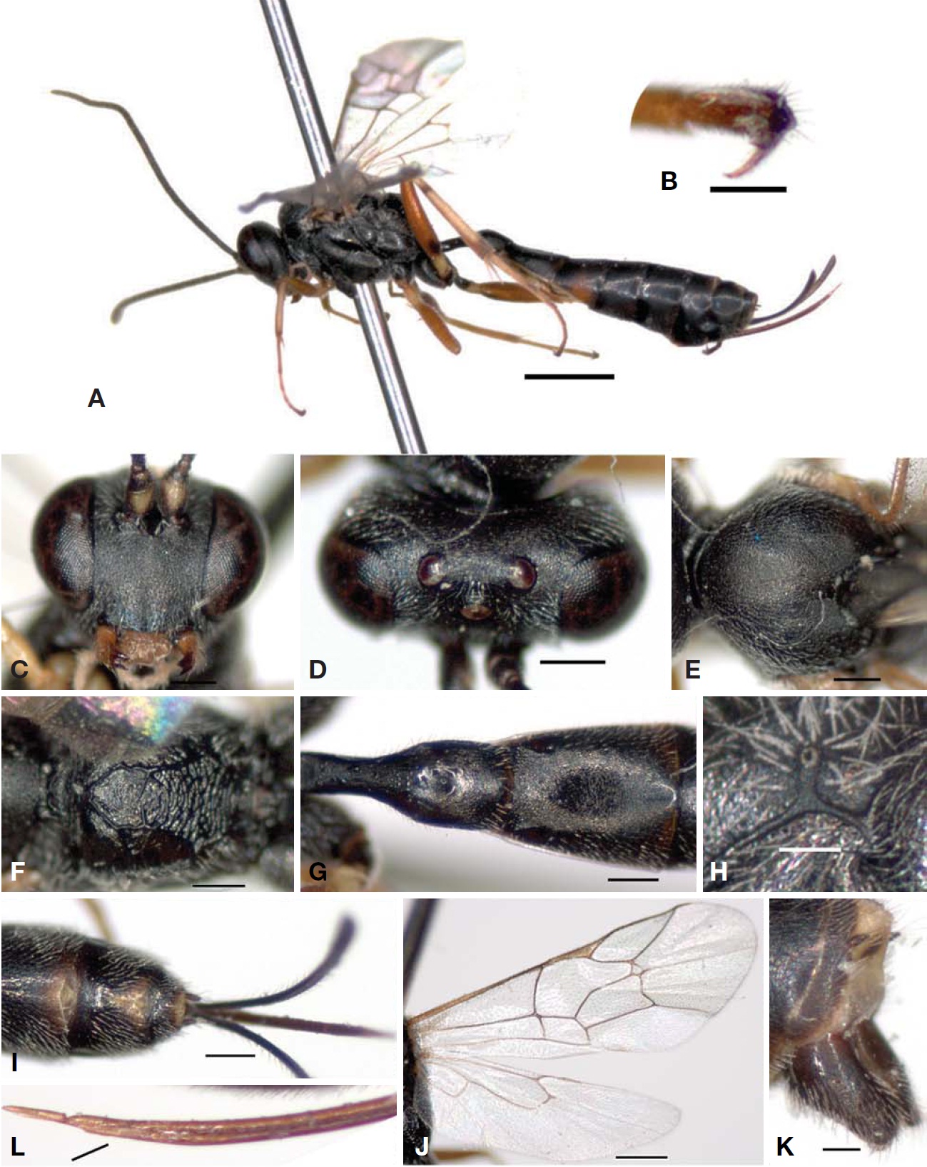 Diadegma fenestrale (Holmgren, 1860) (A-J, L, female). A, Habitus; B, Hind tarsal claw; C, Head in frontal; D, Head in dorsal; E, Scutum; F, Propodeum; G, First and second tergites; H, Propodeal spiracle; I, 6-8 tergites; J, Wings; K, Clasper of male; L, Ovipositor. Scale bars: A=1 mm, B, H, K, L=0.1 mm, C-G, I=0.2 mm, J=0.5mm