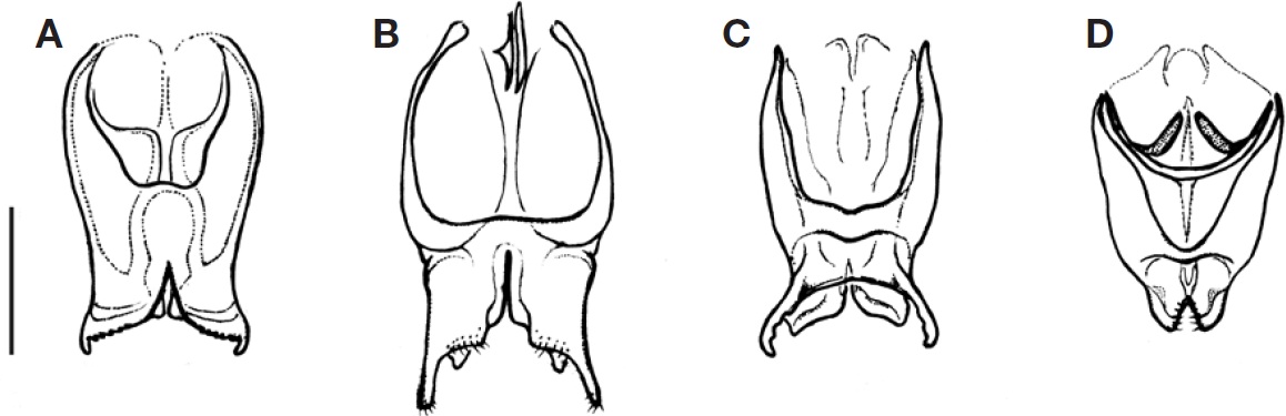Male genitalia (dorsal view) of Trigonidiinae from Korea. A, Metioche japonica; B, Svistella bifasciata; C, Homoeoxipha obliterata; D, Natula matsuurai. Scale bar: A-D=0.5 mm.
