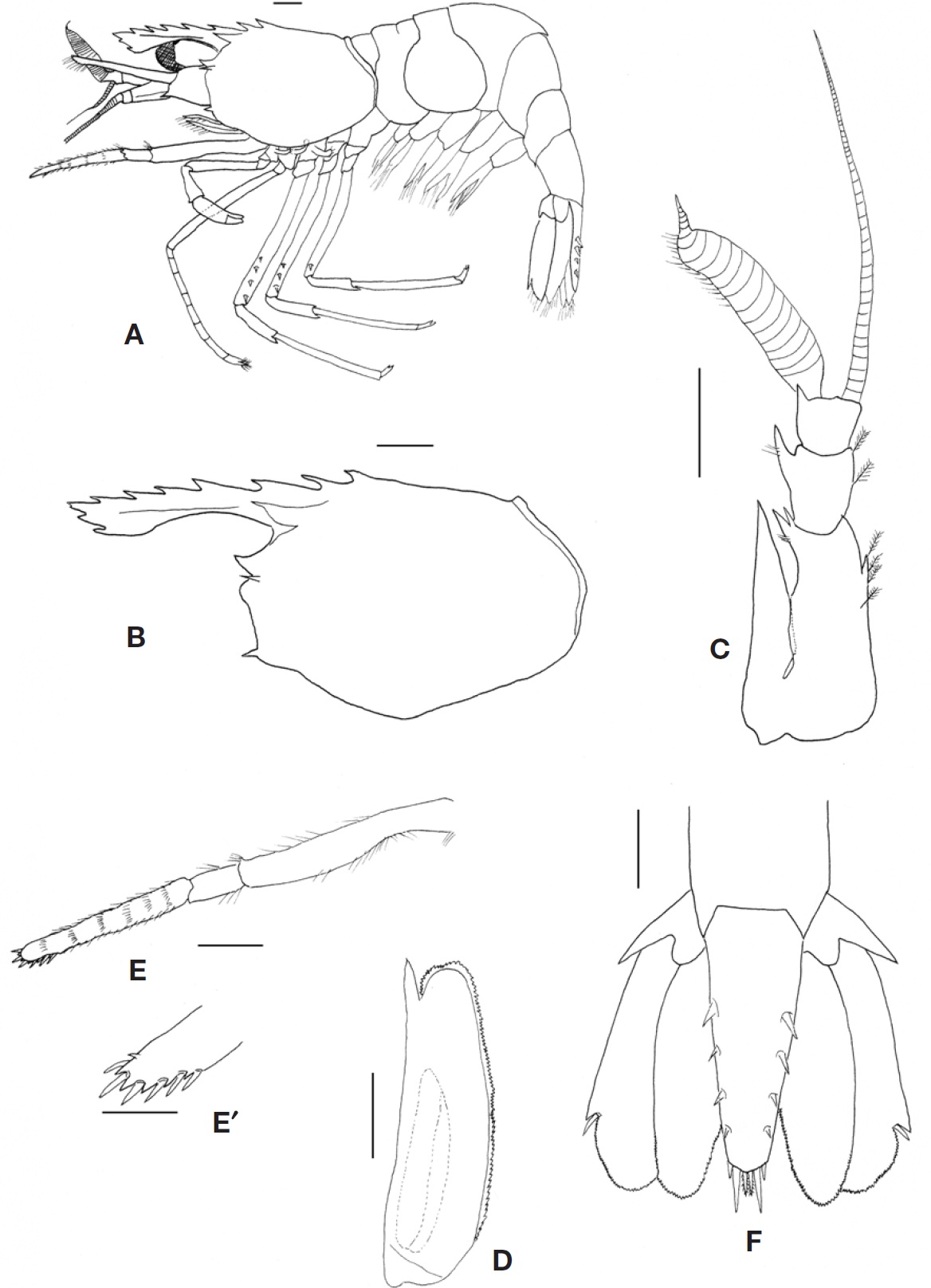 Lebbeus speciosus, male (postorbital carapace length 5.9 mm). A, Habitus, lateral; B, Carapace, lateral; C, Left antennule, dorsal; D, Left scaphocerite, dorsal; E, Left third maxilliped, lateral; E′, Left third maxilliped, distal segment; F, Telson, dorsal. Scale bars: A-F=1 mm, E′=0.5 mm.