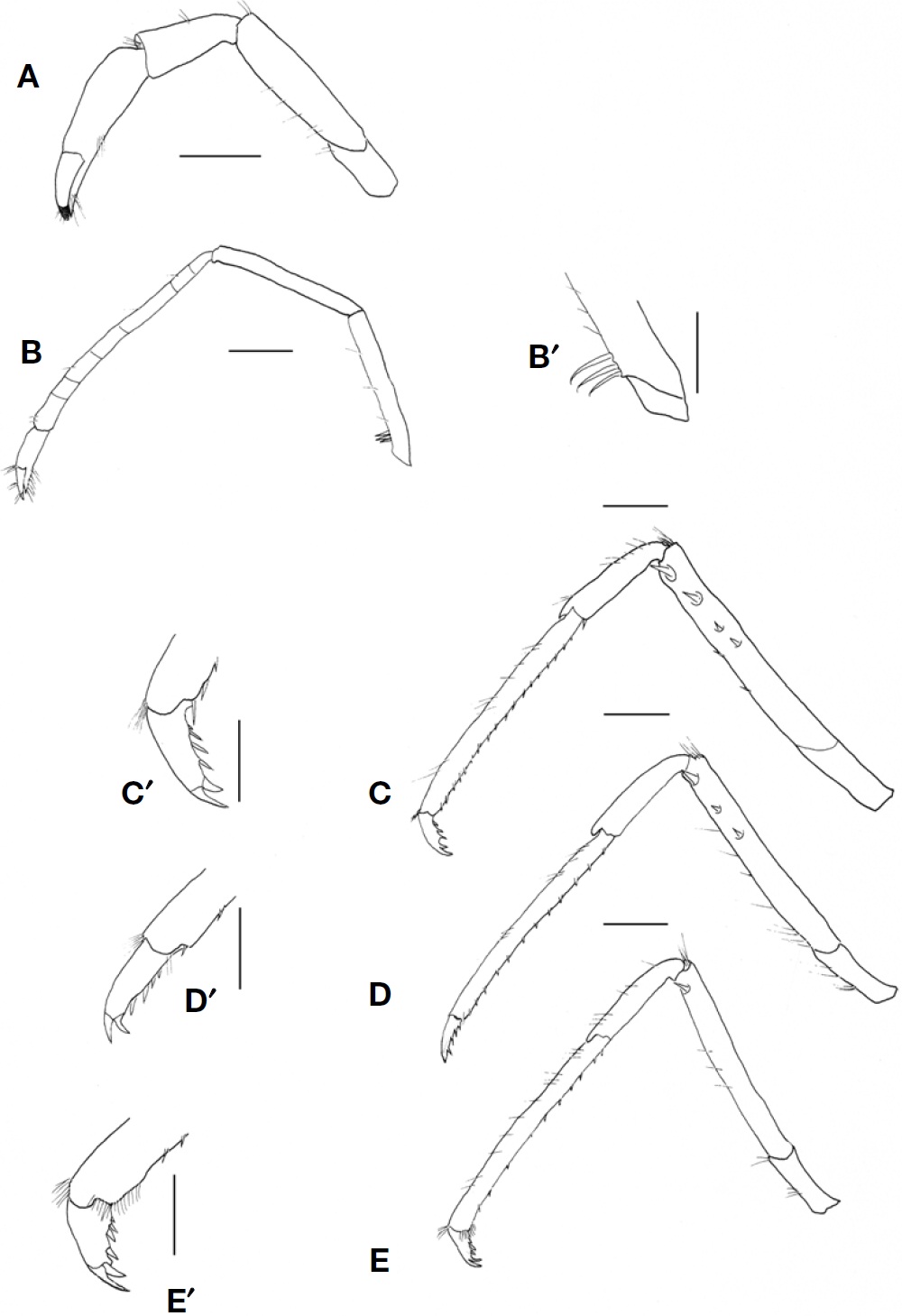 Lebbeus speciosus, male (postorbital carapace length 5.9 mm). A, Left First pereopod, lateral; B, Left Second pereopod, lateral; B′, Setae on ischium of second pereopod, proximal; C, Left Third pereopod, lateral; C′, Same, Dactylus; D, Left Fourth pereopod, lateral; D′, Same, Dactylus; E, Left fifth pereopod, lateral; E′, Same, Dactylus. Scale bars: A-E=1 mm, B′-E′=0.5 mm.