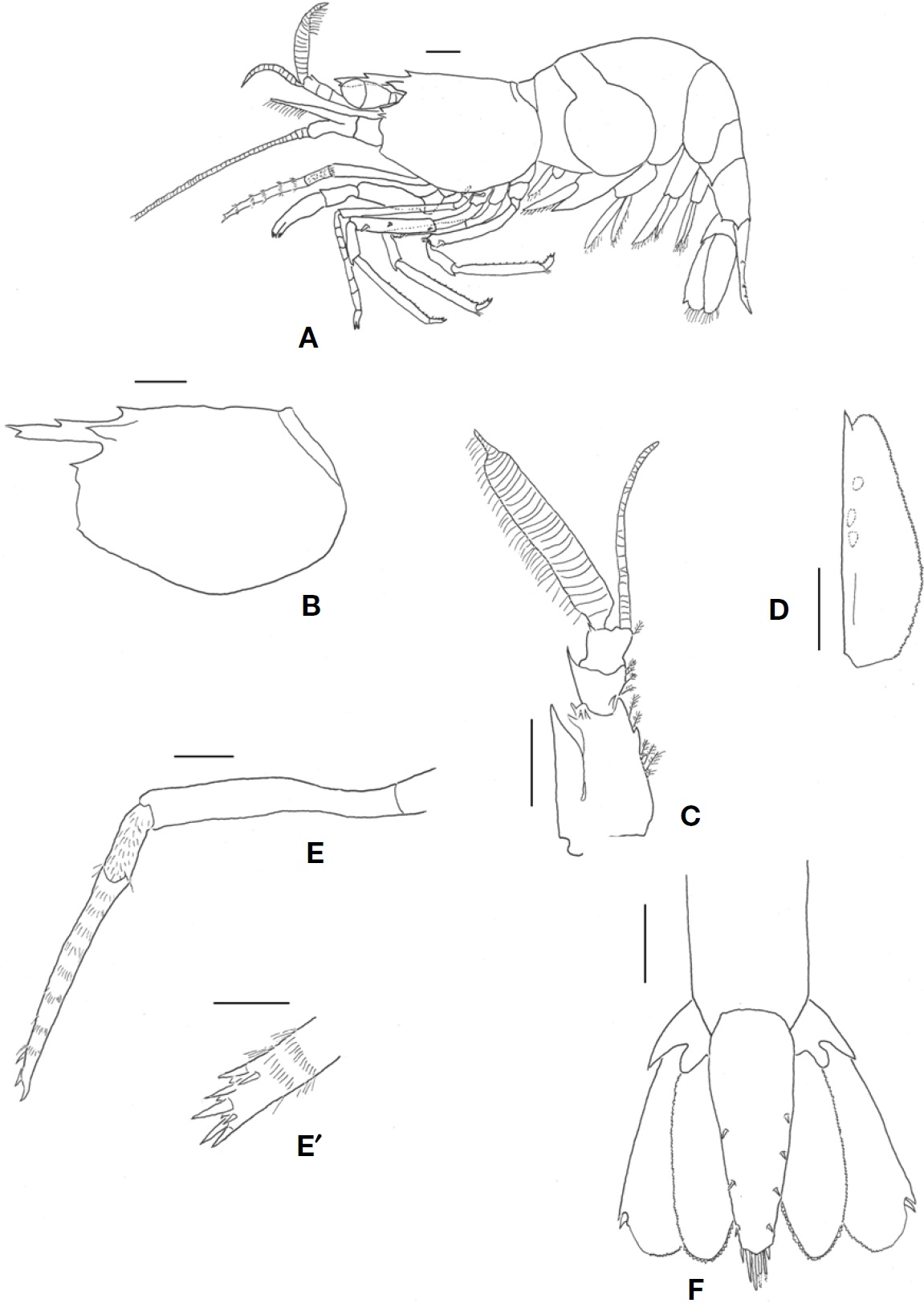 Lebbeus comanthi, female (postorbital carapace length 4.9 mm). A, Habitus, lateral; B, Carapace, lateral; C, Left antennule, dorsal; D, Left scaphocerite, dorsal; E, Left third maxilliped, lateral; E′, Left third maxilliped, distal segment; F, Telson, dorsal. Scale bars: A-F=1 mm, E′=0.5 mm.