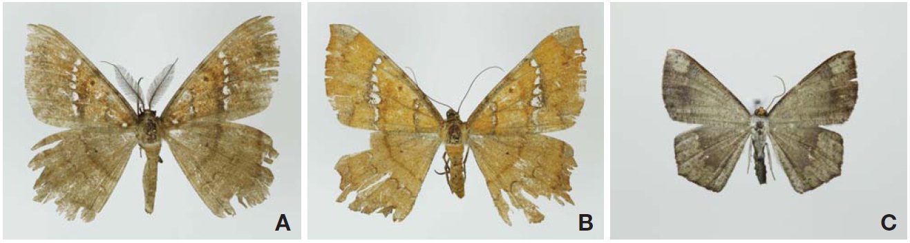 Adult of Amblychia angeronaria and Peratostega deletaria in Korea. A, Amblychia angeronaria (male); B, Amblychia angeronaria (female); C, Peratostega deletaria.