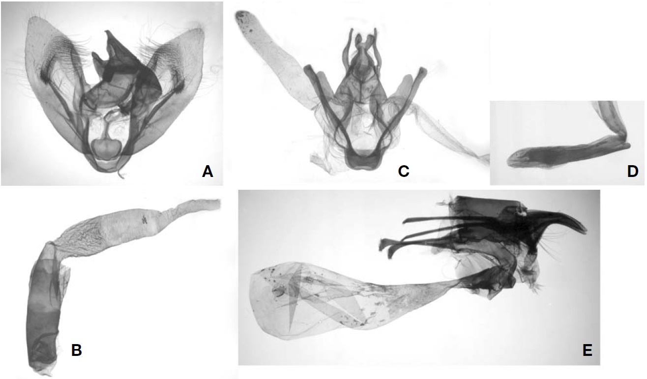 Male and female genitalia of Amblychia angeronaria and Peratostega deletaria from Korea. A, B, E, Amblychia angeronaria; C, D, Peratostega deletaria; A, C, Male genital capsule; B, D, Aedeagus; E, Female genitalia.