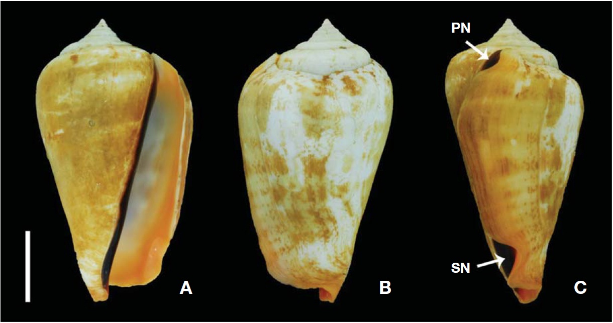 Shell of Strombus luhuanus Linne, 1758. A, Ventral view; B, Dorsal view; C, Lateral view. PN, posterior notch; SN, stromboid notch. Scale bar: A-C=20 mm.