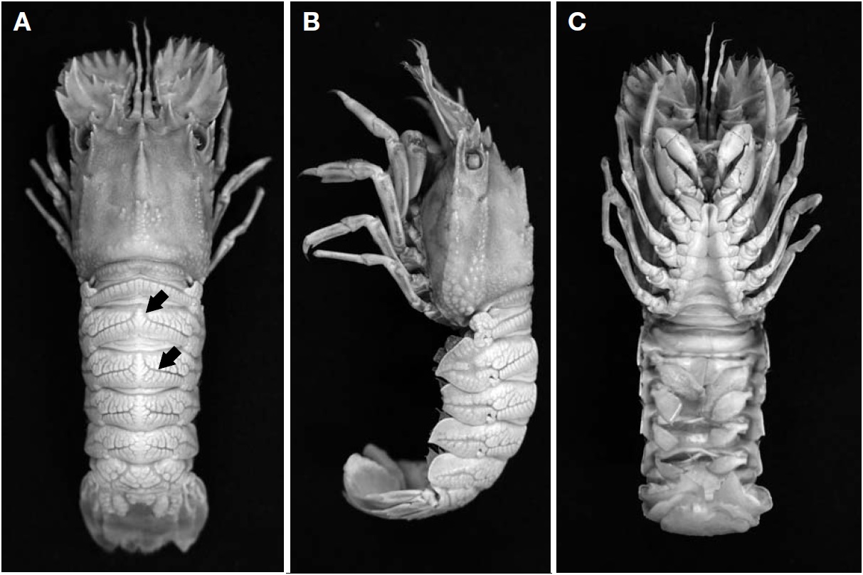 Chelarctus cultrifer (Ortmann, 1897) from Busan (female, carapace length 29.8 mm). A, Dorsal view; B, Lateral view, distal part of pluron of second abdominal somite broken and missing; C, Ventral view.