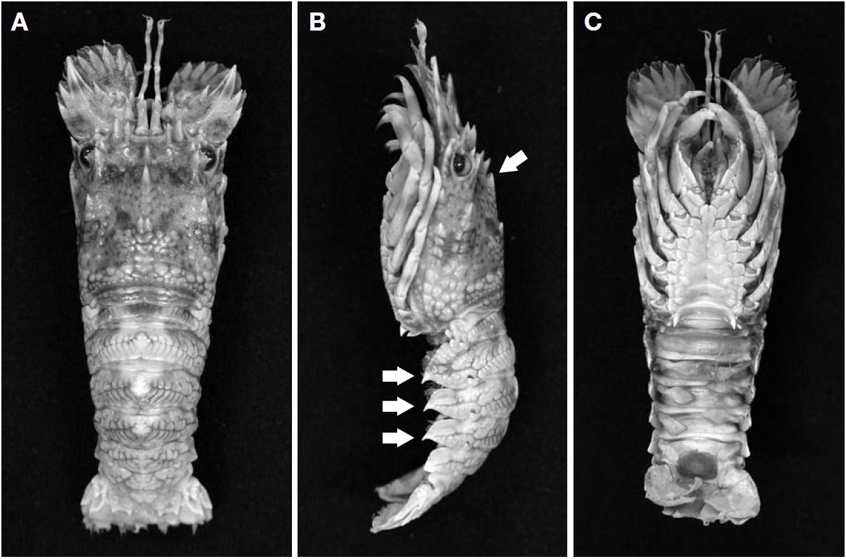 Galearctus kitanoviriosus (Harada, 1962) from Busan (male, carapace length 24.9 mm). A, Dorsal view; B, Lateral view; C, Ventral view.