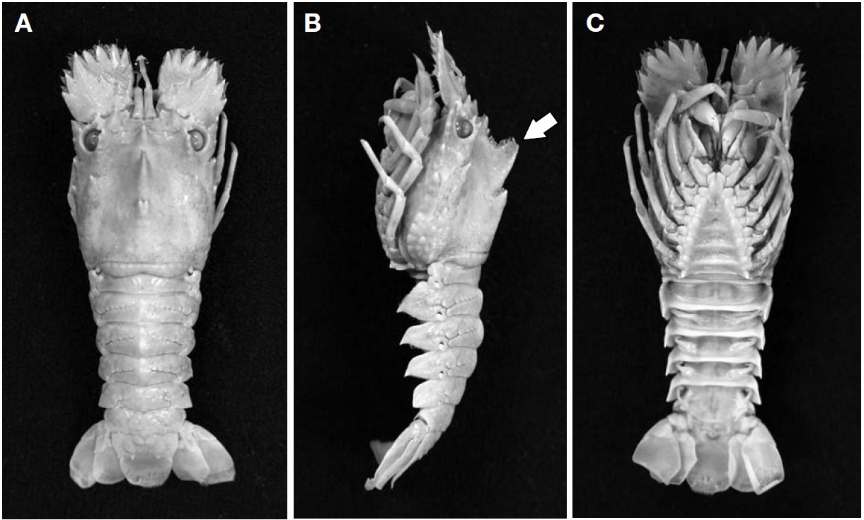 Galearctus timidus (Holthuis, 1960) from Yokji Island (male, carapace length 20.2 mm). A, Dorsal view; B, Lateral view, distal part of gastric tooth of carapace broken and missing; C, Ventral view.