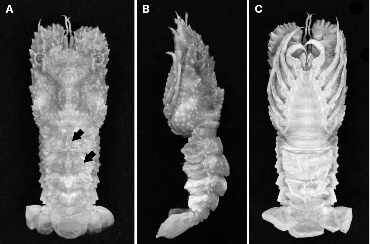 Petrarctus brevicornis (Holthuis, 1946) from Jeju Island (female, carapace length 17.0 mm). A, Dorsal view; B, Lateral view; C, Ventral view.