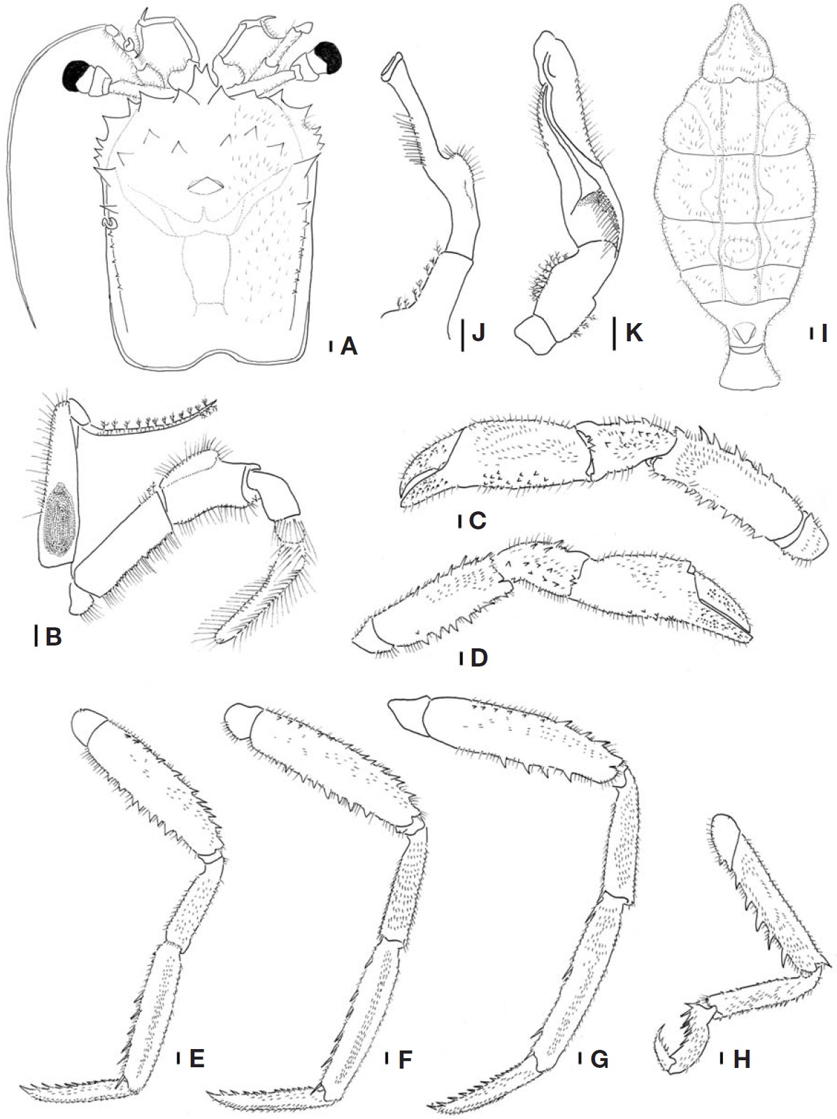 Homola orientalis, male (CL 25 mm, CW 19 mm). A, Dorsal view of carapace; B, Ventral view of left third maxilliped; C, D, Ventral views of chelipeds; E-H, First to fourth ambulatory legs; I, Male abdomen; J, First gonopod; K, Second gonopod. CL, carapace length from the tip of the frontal margin to the posterior dorsal margin of the carapace; CW, the width of the carapace measured at the widest part. Scale bars: A-K=1 mm.