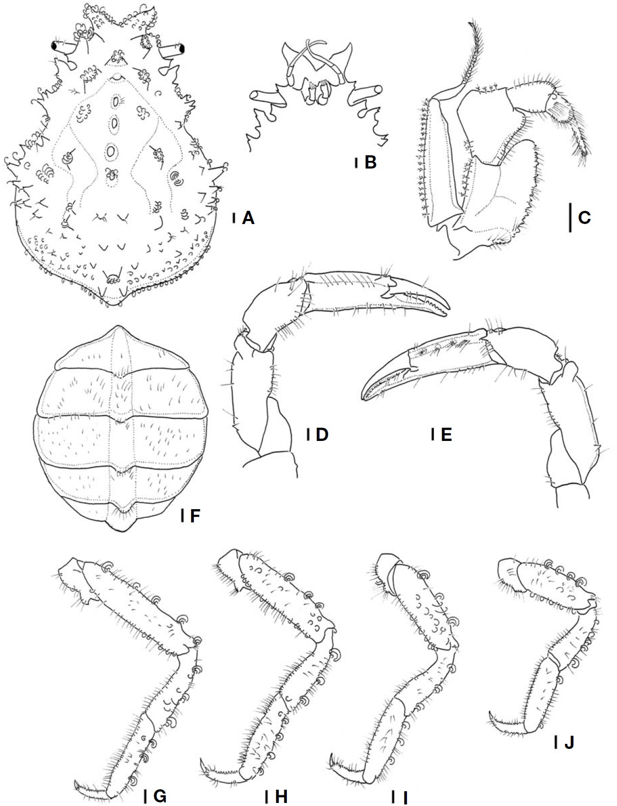 Pseudomicippe nipponica, female (cl 28 mm, cw 21 mm). A, Dorsal view of carapace; B, Ventral view of carapace; C, Ventral view of left third maxilliped; D, E, Dorsal views of chelipeds; F, Female abdomen; G-J, First to fourth ambulatory legs. cl, carapace length from the tip of the frontal margin to the posterior dorsal margin of the carapace; cw, the width of the carapace measured at the widest part. Scale bars: A-J=1 mm.