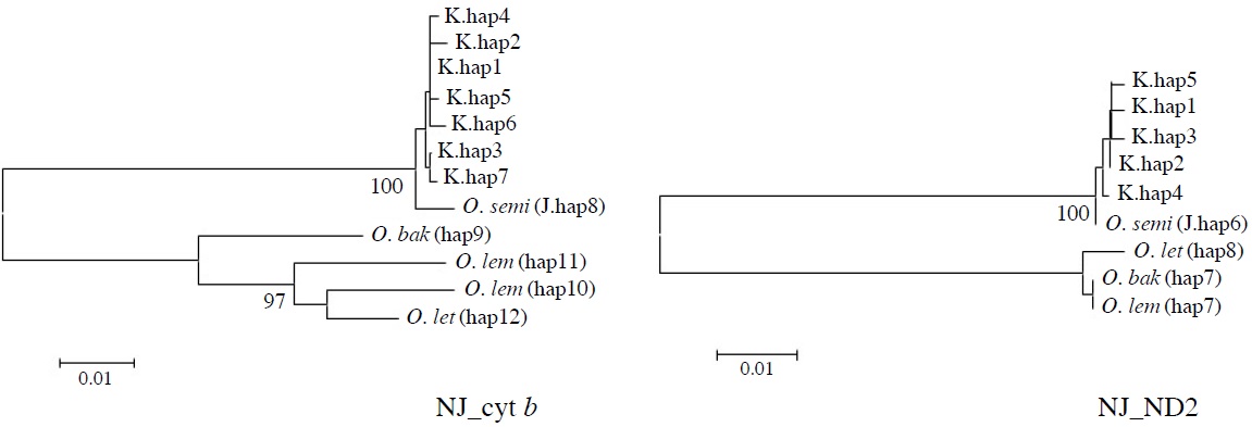 Molecular phylogenetic trees of Korean collared scops owls, Otus lempiji (O. lem), O. bakkamoena (O. bak), O. semitorques (O. semi), and O. lettia (O. let). All maximum-likelihood (ML), maximum-parsimony (MP), and neighbor-joining (NJ) trees revealed same aspects. NJ tree of cytochrome b (cyt b, 891 bp) and NADH dehydrogenase subunit 2 (ND2, 627 bp) using haplotypes was showed (not shown ML and MP trees). K, Korean; J, Japanese.