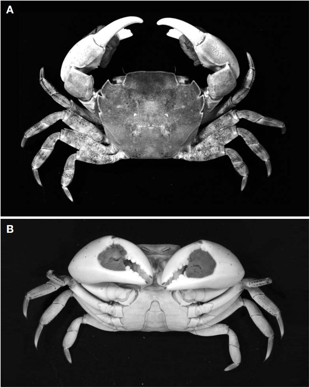 Hemigrapsus takanoi Asakura and Watanabe, 2005, male (CL 19.4 mm, CW 22.4 mm). A, Dorsal view; B, Ventral view. CL, carapace length from the front to the posterior dorsal margin of the carapace; CW, width of the carapace measured at the widest part.