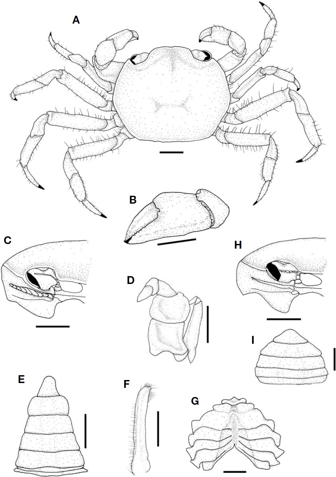 Sestostroma toriumii (Takeda, 1974), male (CL 4.8 mm, CW 5.7 mm). A, Whole crab, dorsal view; B, Left cheliped, outer view; C, Frontal view of orbital region with suborbital crest; D, Left third maxilliped; E, Abdomen; F, First gonopod, external view; G, Sternal plates; H, Frontal view of orbital region with suborbital crest, female (CL 4.4 mm, CW 5.1 mm); I, Abdomen, female. CL, carapace length from the front to the posterior dorsal margin of the carapace; CW, width of the carapace measured at the widest part. Scale bars: A-C, E, G-I=1 mm, D, F=0.5 mm.
