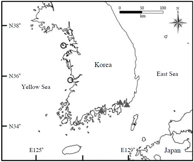 The distribution of Sestrostoma balssi and S. toriumii in the Korean peninsula (○, Sestrostoma balssi; ▲, S. toriumii).