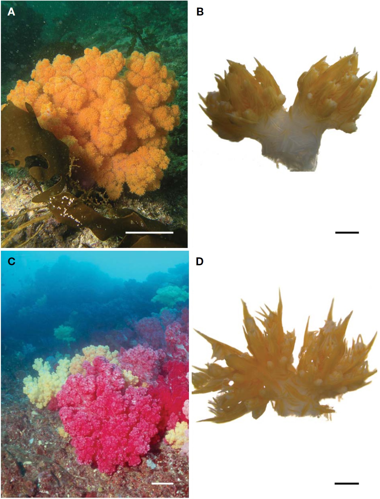 Colonies and polyp bundles of Dendronephthya (Dendronephthya) aurea (A, B) and D. (D.) koellikeri (C, D). A, Colony in expanded state; B, Polyp bundles; C, Pink and yellow colored colonies in expanded state; D, Polyp bundles. Scale bars: A, C=10 cm, B, D=1 mm.