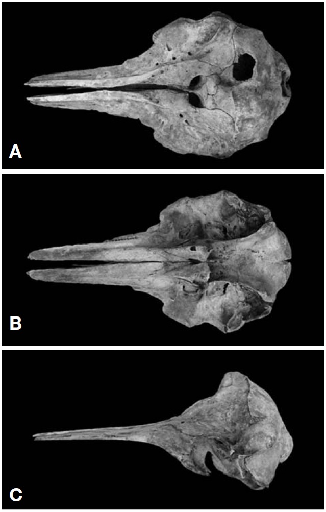 Skull of a Lagenodelphis hosei (CRI 00009) stranded in Jeju-do, Korea. A, Dorsal view; B, Ventral view; C, Lateral view.
