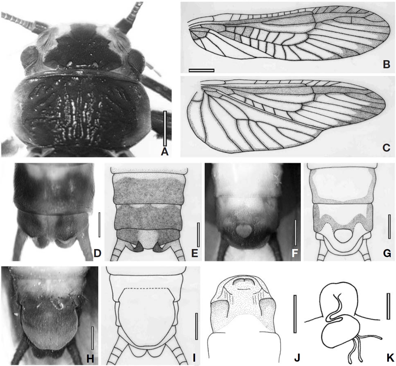 Brahmana flavomarginata Wu, adult. A, Male head and pronotum; B, C, Male forewing and hindwing; D, E, Male dorsal terminalia; F, G, Male ventral terminalia; H, I, Female ventral terminalia; J, Everted aedeagus, dorsal view; K, Female vagina. Scale bars: A=1 mm, B, C=2 mm, D-K=0.5 mm.