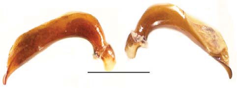 Aedeagus of Chlaenius hamifer Chaudoir in lateral view. Scale bar=1.9 mm.