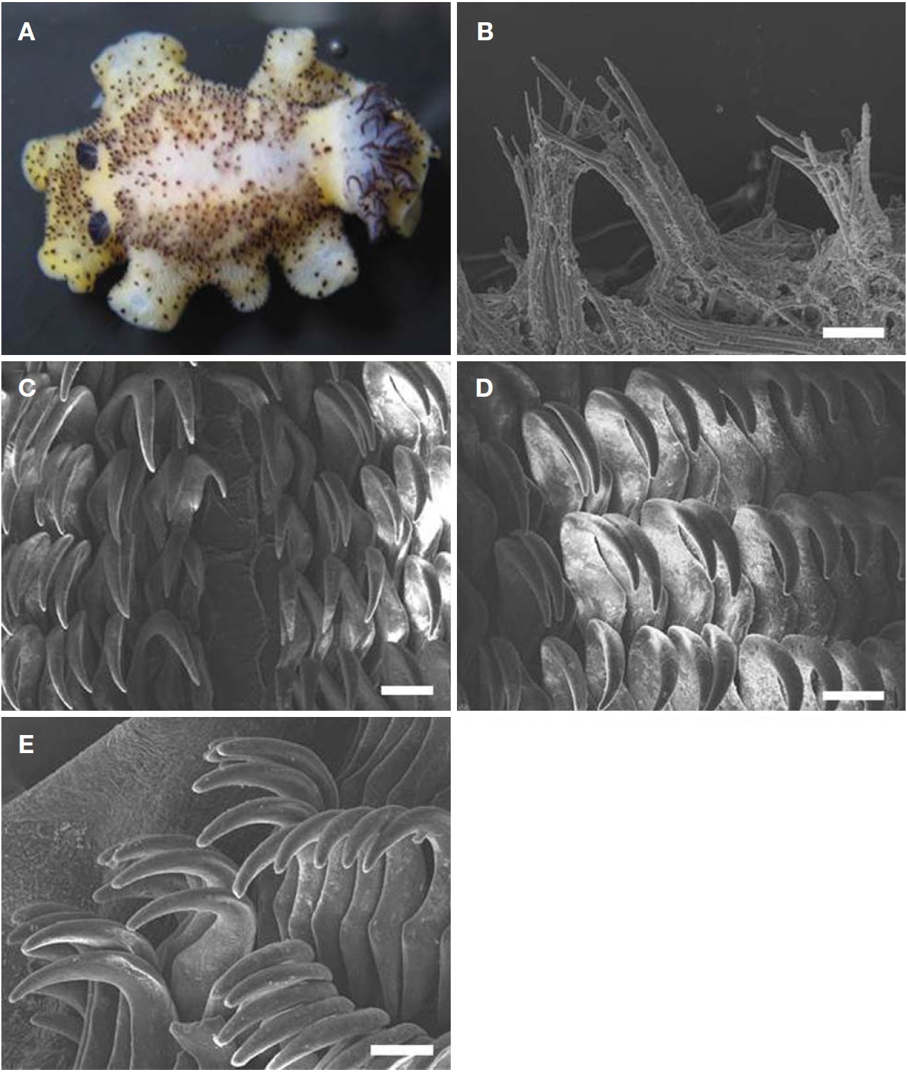 Jorunna parva (Baba, 1938). A, Dorsal view, preserved specimen (body length, 27 mm). Scanning electron microscope photographs of radula: B, Caryophillidia on dorsum; C, Central region and inner lateral teeth; D, Mid-lateral teeth; E, Outer lateral teeth. Scale bars: B-E=50 μm.