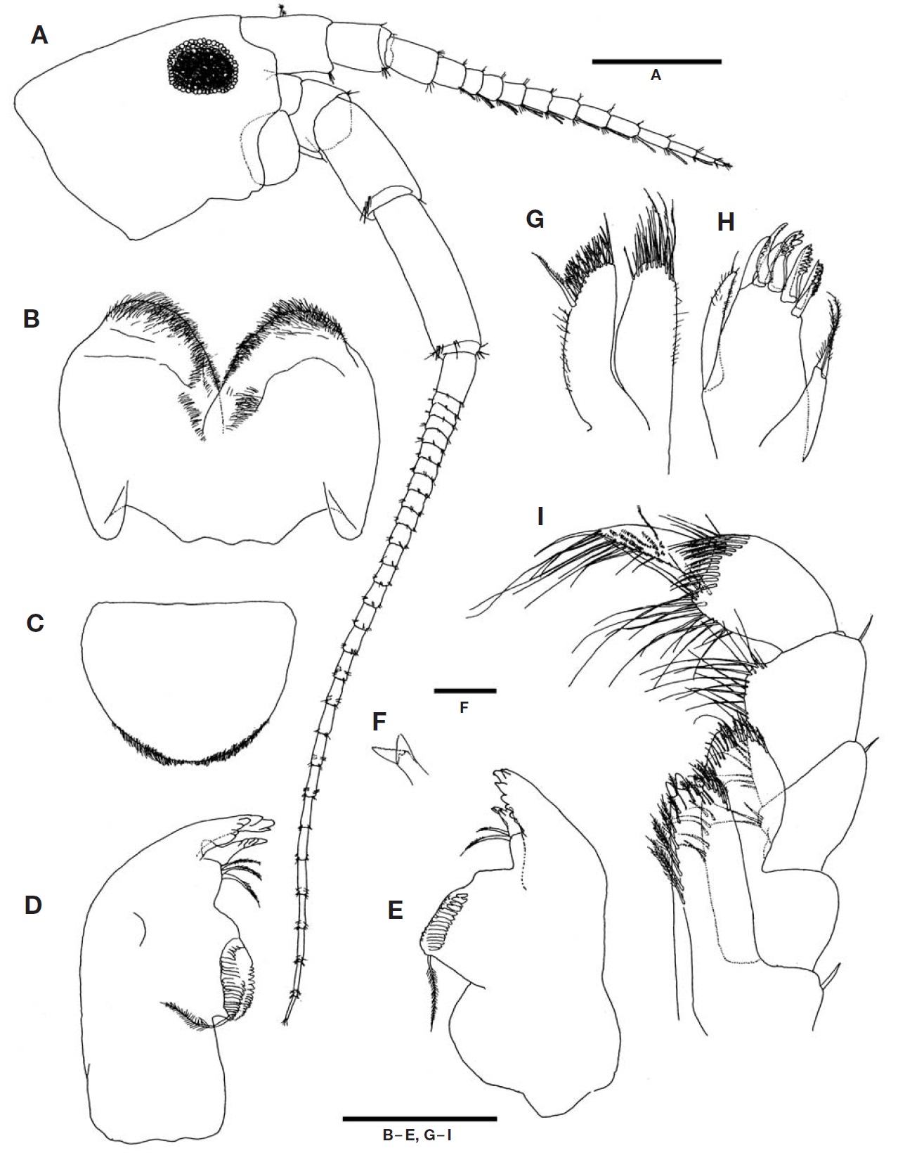 Protohyale (Boreohyale) triangulata (Hiwatari, 2003), male. A, Head, antenna 1 and antenna 2; B, Lower lip; C, Upper lip; D, Left mandible; E, Right mandible; F, Lacina mobilis of right mandible; G, Maxilla 2; H, Maxilla 1; I, Maxilliped. Scale bars: A, F=0.5 mm, B-E, G-I=0.25 mm.