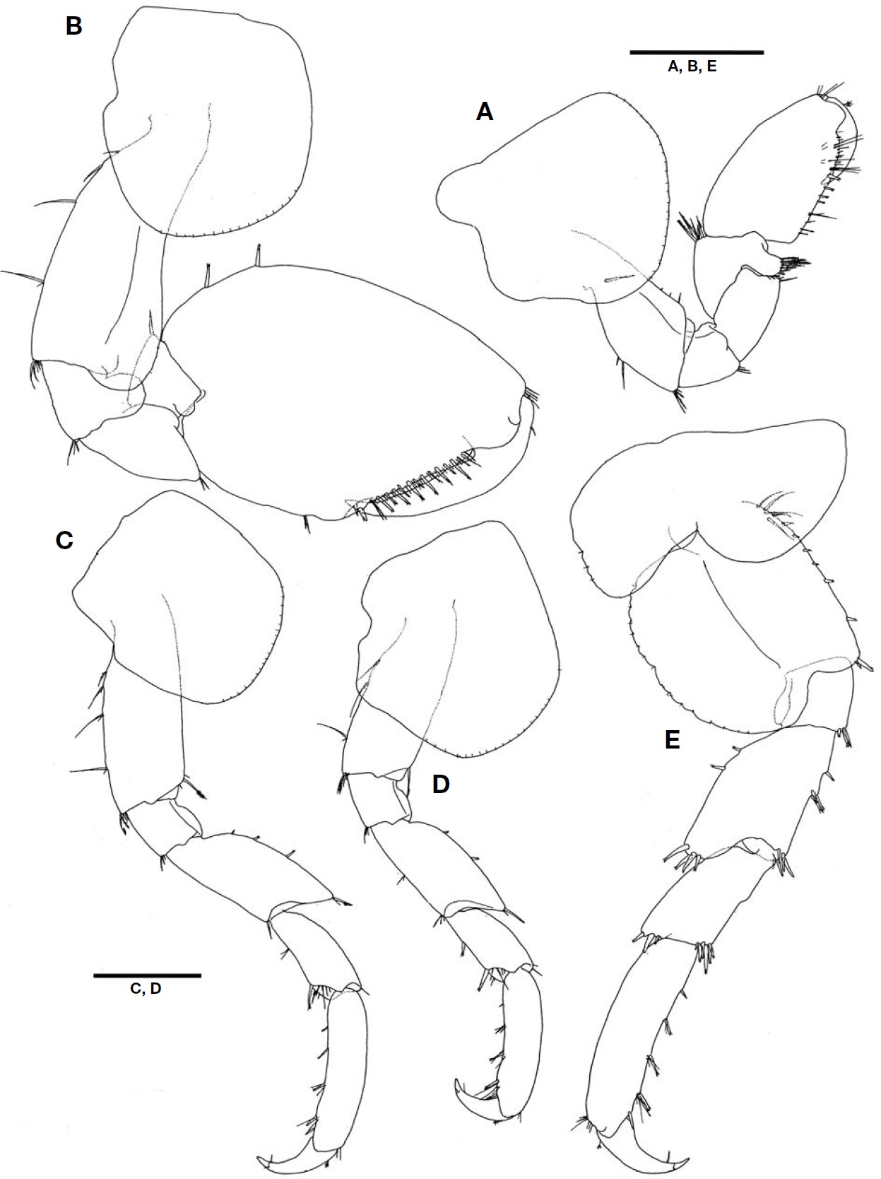 Protohyale (Boreohyale) triangulata (Hiwatari, 2003), male. A, Gnathopod 1; B, Gnathopod 2; C, Pereopod 3; D, Pereopod 4; E, Pereopod 5. Scale bars: A-E=0.5 mm.