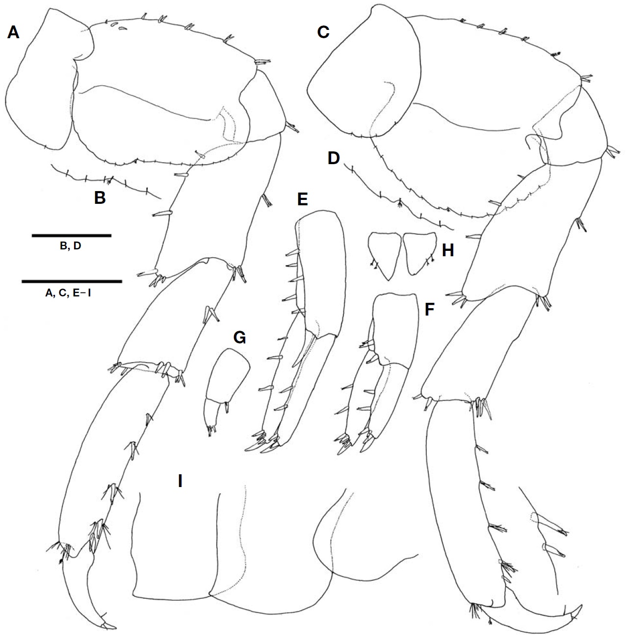 Protohyale (Boreohyale) triangulata (Hiwatari, 2003), male. A, Pereopod 6; B, Notch and surge seta of pereopod 6; C, Pereopod 7; D, Notch and surge seta of pereopod 7; E, Uropod 1; F, Uropod 2; G, Uropod 3; H, Telson; I, Pleonal epimera. Scale bars: A, C, E-I=0.5 mm, B, D=0.2 mm.