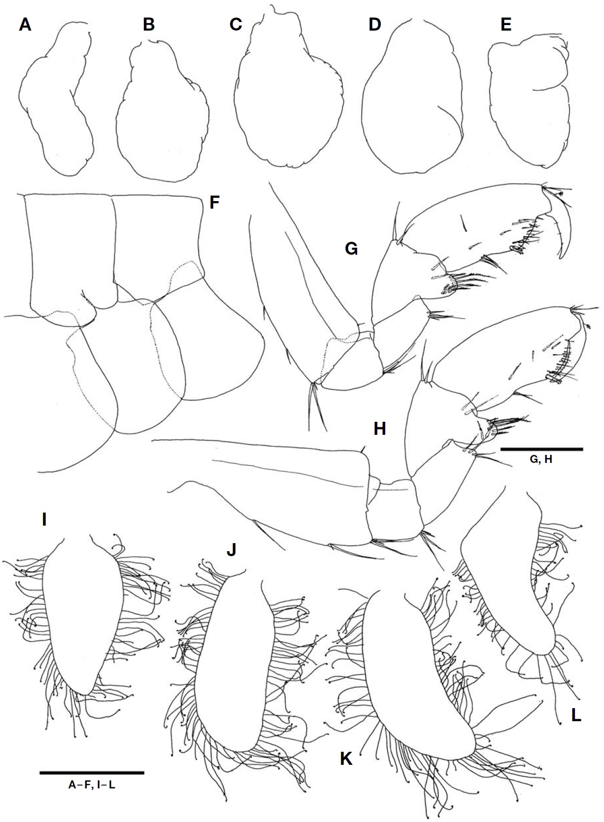 Protohyale (Boreohyale) triangulata (Hiwatari, 2003), male (A-E) and female (F-L). A-E, Coxal gills on gnathopod 2- pereopod 6; F, Preamplexing notch; G, Gnathopod 1; H, Gnathopod 2; I, Oostegite on gnathopod 2; J-L, Oostegites on pereopod 3-5. Scale bars: A-F, I-L=0.5 mm, G, H=0.2 mm.
