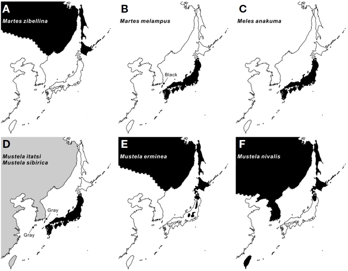 Natural distributions of six extant and indigenous terrestrial mustelid species inhabiting the Japanese archipelagos. A, Martes zibellina (black); B, Martes melampus (black); C, Meles anakuma (black); D, Mustela itatsi (black) and Mustela sibirica (grey); E, Mustela erminea (black); F, Mustela nivalis (black). I referred Ohdachi et al. (2009) and Wozencraft (2005) for information of their distributions. However, the southern limit of the continental distributions of Ma. zibellina, Mu. erminea, Mu. nivalis and precise distribution of Mu. erminea and Mu. nivalis in Honshu Islands should be regarded as provisional information.